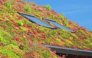 Talbot Heath living roof systems